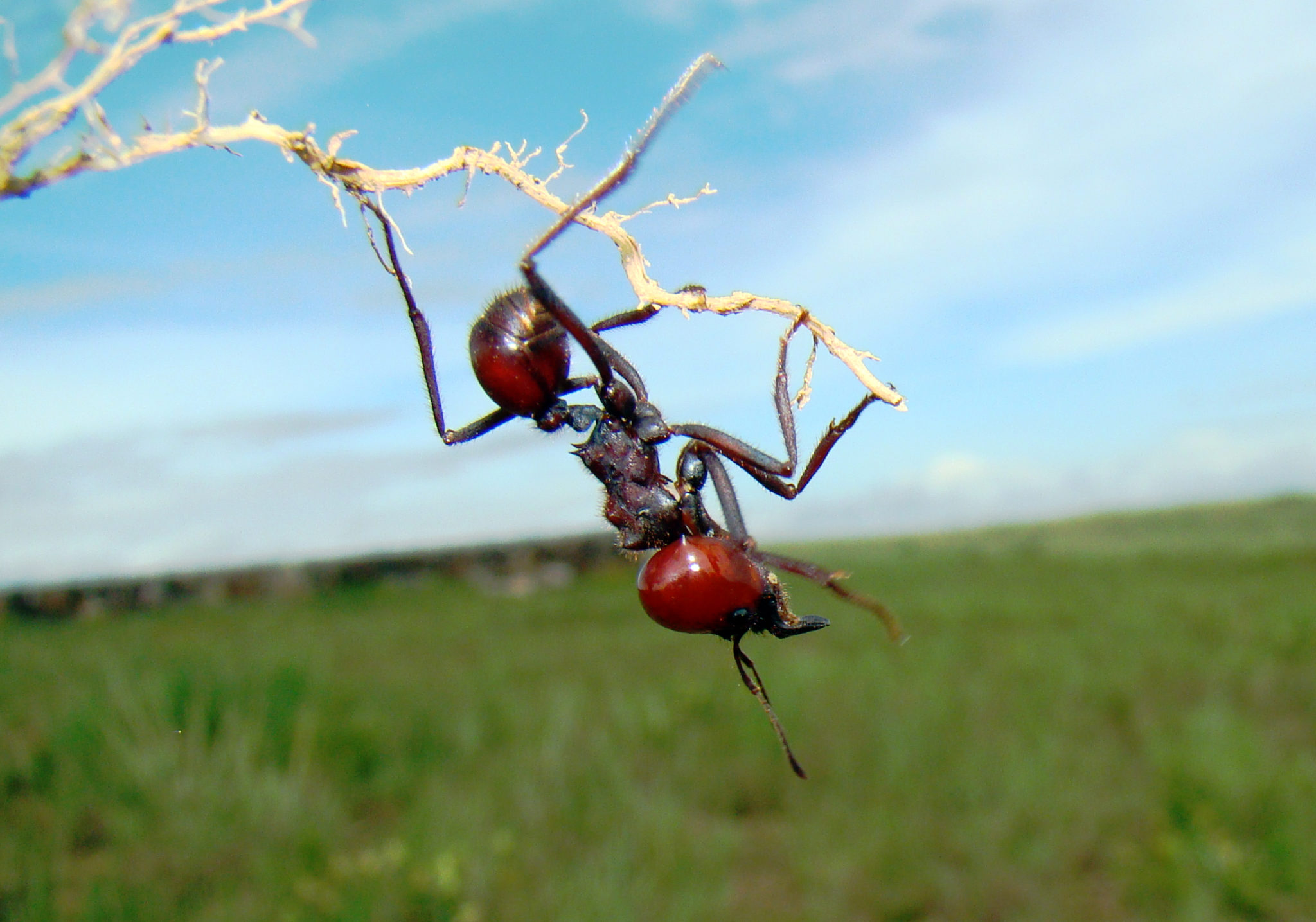 Guerra de hormigas Jot Down Kids